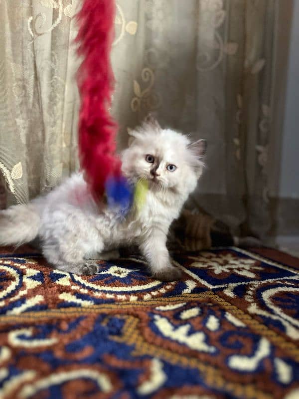 pure Persian triple coated kittens 0