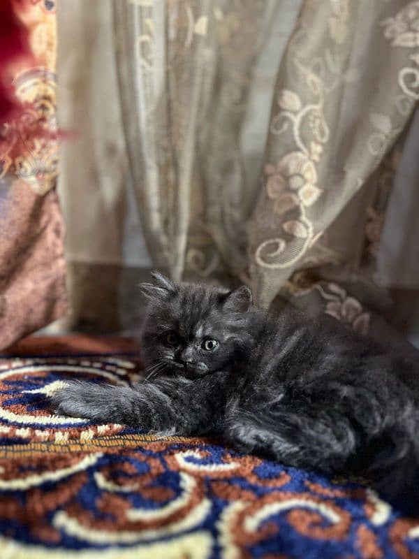 pure Persian triple coated kittens 1