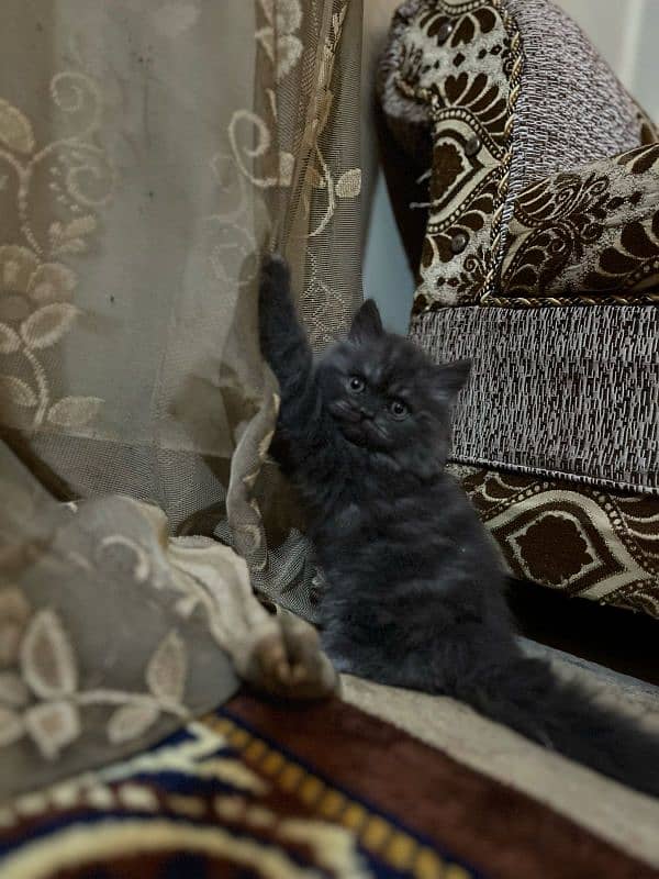 pure Persian triple coated kittens 2