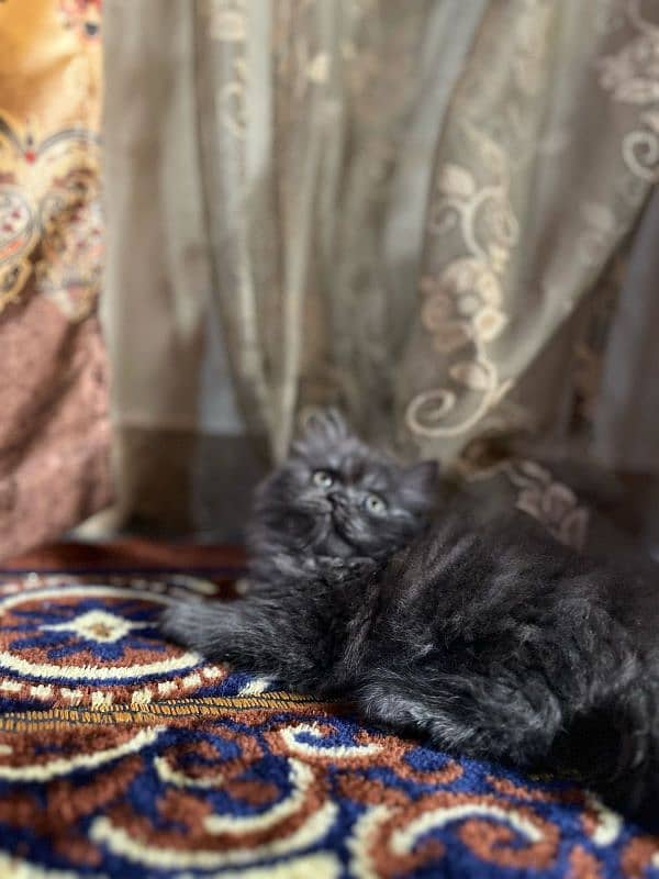 pure Persian triple coated kittens 3
