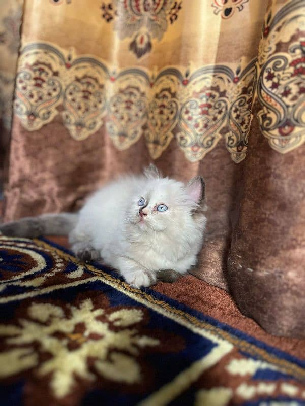 pure Persian triple coated kittens 4