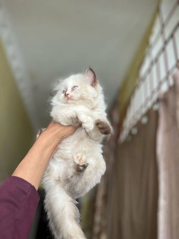 pure Persian triple coated kittens 5
