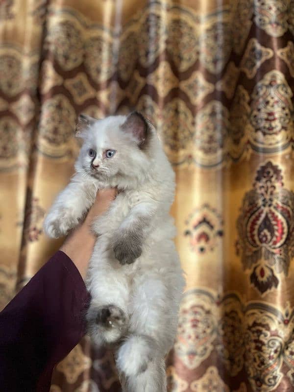 pure Persian triple coated kittens 7