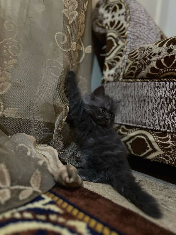 pure Persian triple coated kittens 8