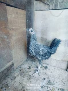 hens Pair