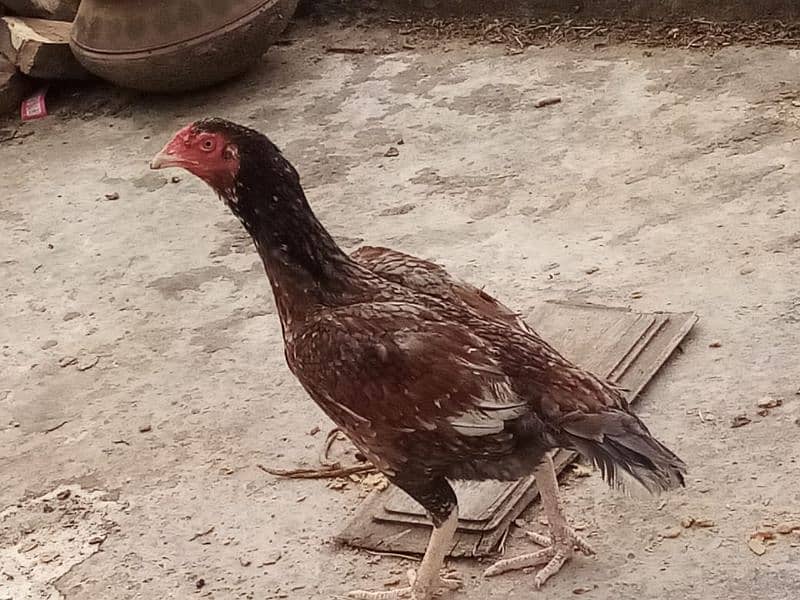 3 Aseel hens age 1.5 year age 0