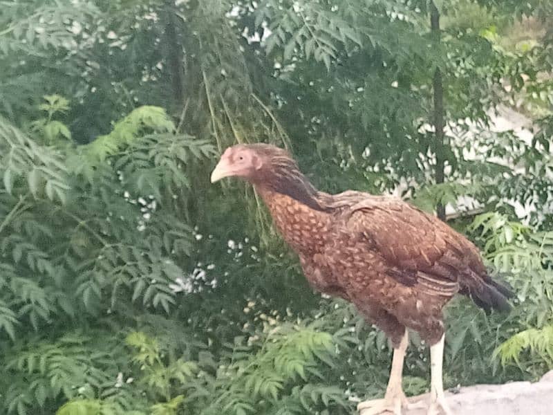 3 Aseel hens age 1.5 year age 1