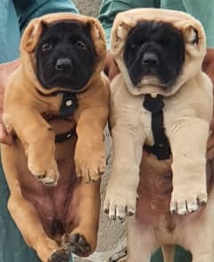 King Kurdish Kangal Pair / Kurdish Kangal Puppies For Sale