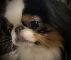 shihtzu + japnesse chin puppy