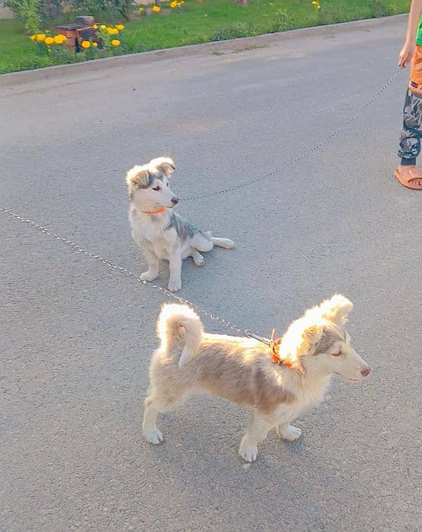 Daisy and Max 2