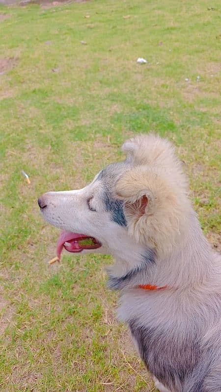 Daisy and Max 8