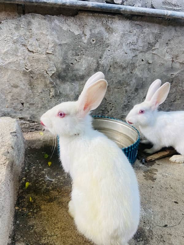Rabbit pair for sale 0