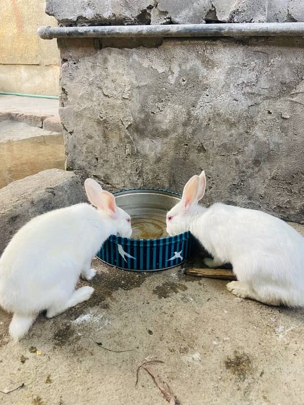 Rabbit pair for sale 1