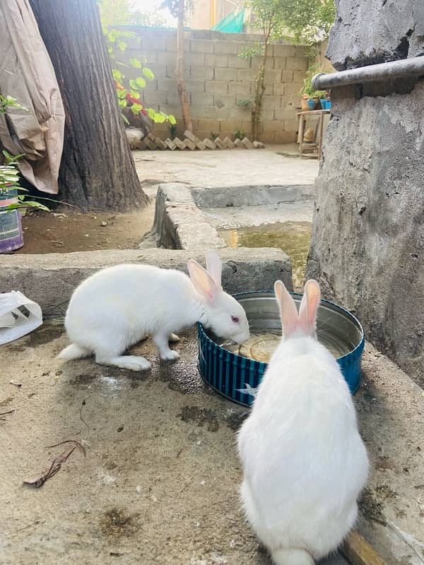 Rabbit pair for sale 2