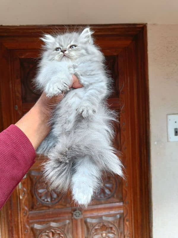 Persian kittens Available Whatsapp number 03466127216 1