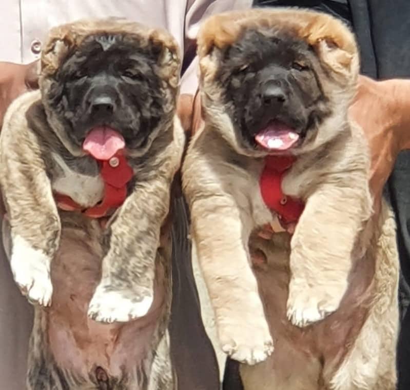 Alabai Pair / security Dog / Alabai puppies 0