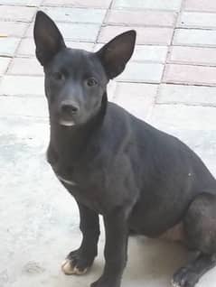 Mixed breed puppy