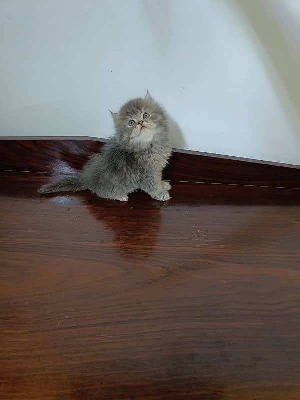 Persian kittens Available Whatsapp number 03466127216 0