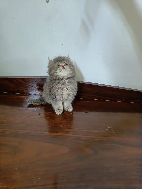 Persian kittens Available Whatsapp number 03466127216 1