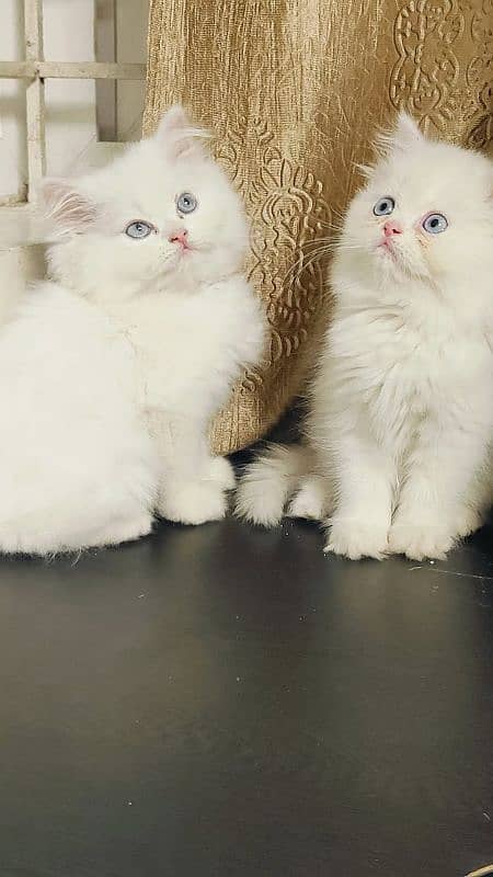 Persian kittens Available Whatsapp number 03466127216 1