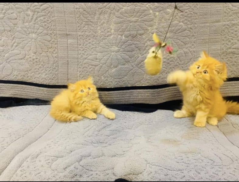 Persian kittens Available Whatsapp number 03466127216 1