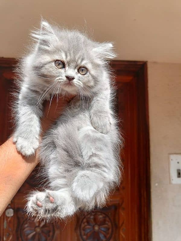 Persian kittens Available Whatsapp number 03466127216 1