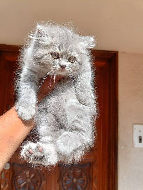 Persian kittens Available Whatsapp number 03466127216 2