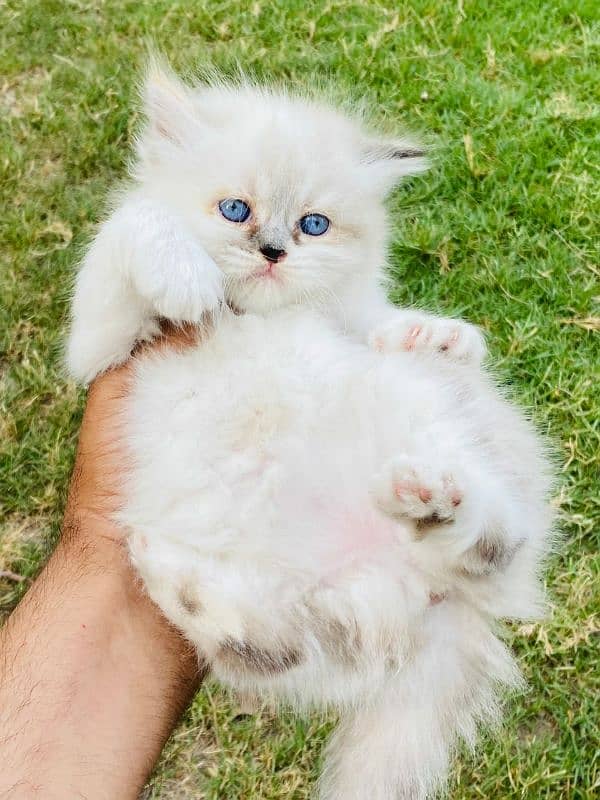 Persian kittens Quality you won't find anywhere else 0