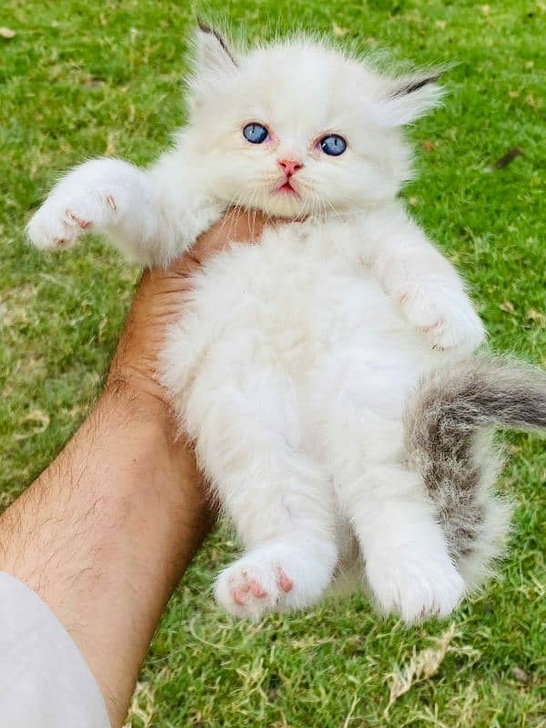 Persian kittens Quality you won't find anywhere else 1