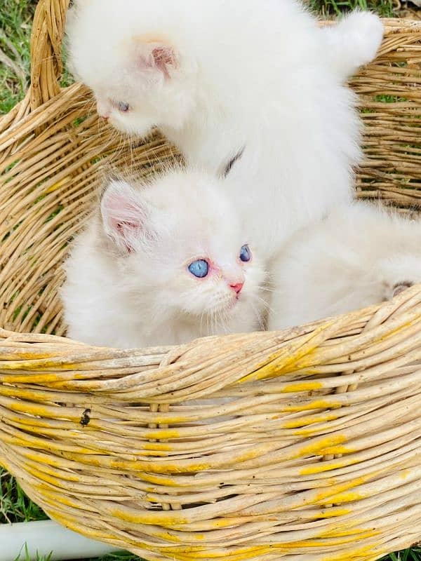 Persian kittens Quality you won't find anywhere else 2