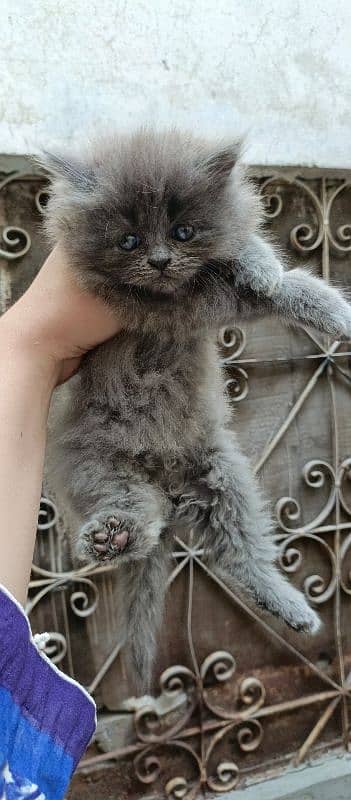 Persian kittens Quality you won't find anywhere else 3