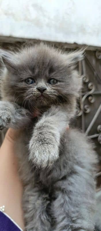 Persian kittens Quality you won't find anywhere else 4