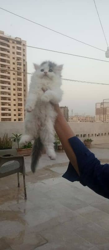 Persian kittens Quality you won't find anywhere else 7