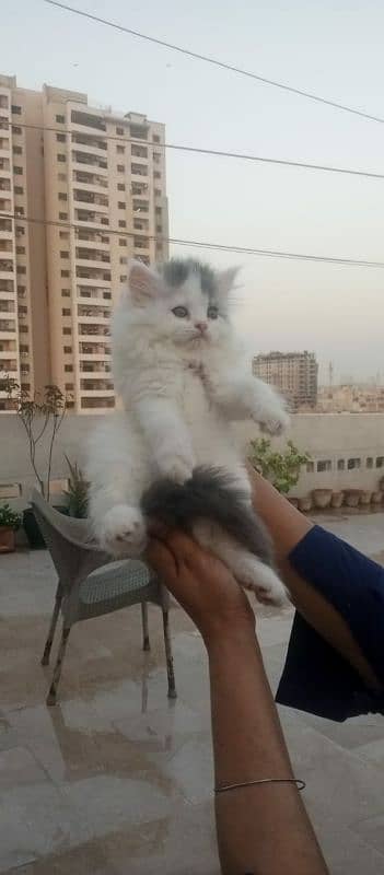 Persian kittens Quality you won't find anywhere else 8