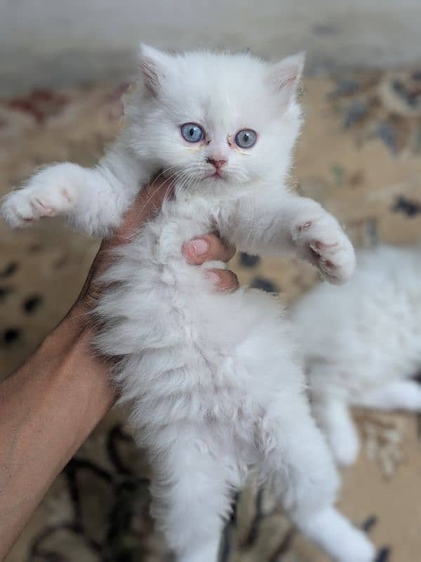 Persian kittens Quality you won't find anywhere else 10