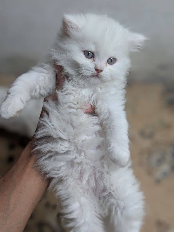 Persian kittens Quality you won't find anywhere else 11