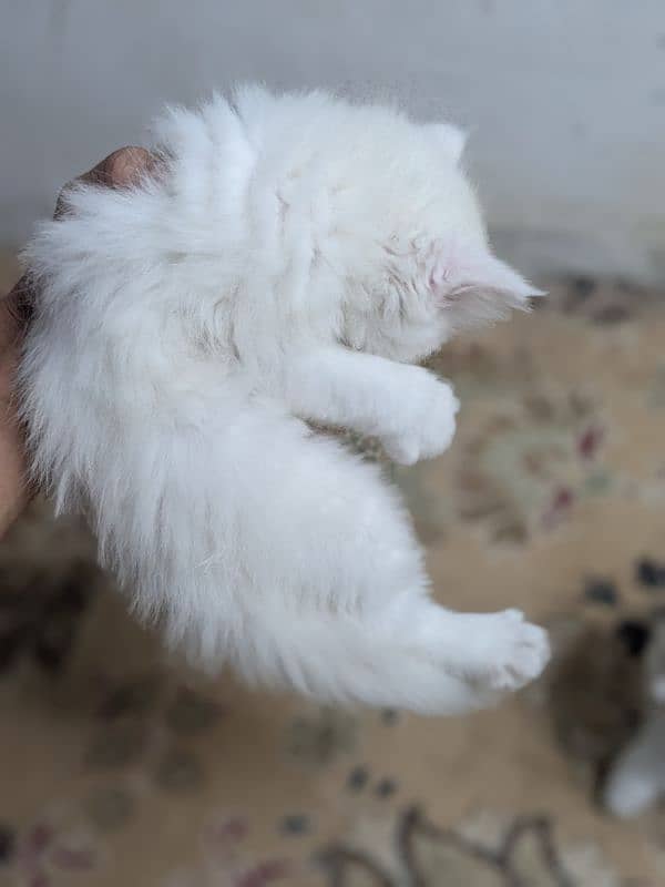 Persian kittens Quality you won't find anywhere else 12
