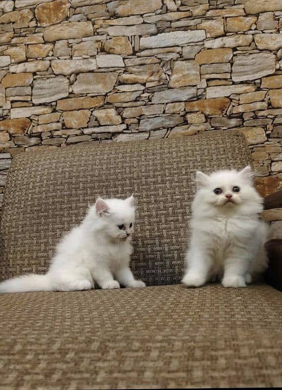 Persian kittens Quality you won't find anywhere else 15