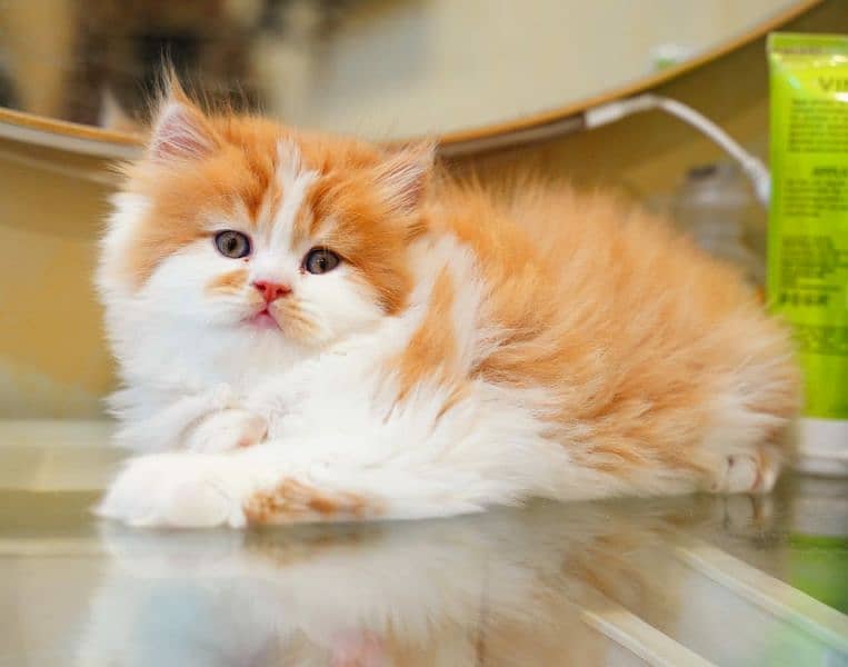 Persian kittens Quality you won't find anywhere else 16