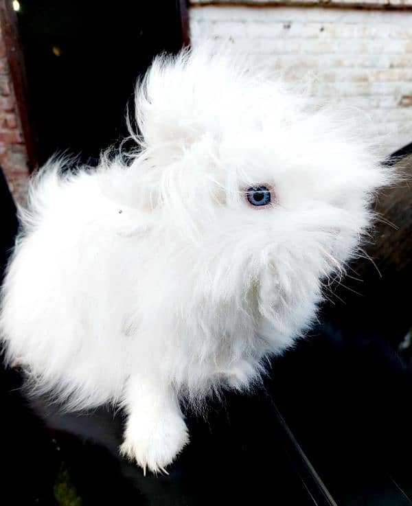 BUNNIES AND BREEDERS 4