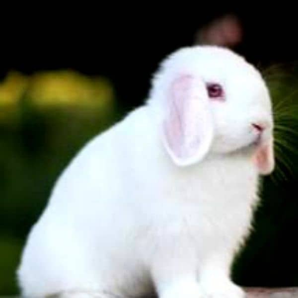 BUNNIES AND BREEDERS 8