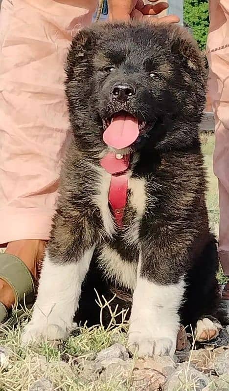 king Alabai pair full  security dog available 0