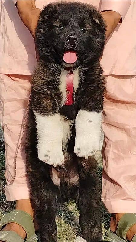 king Alabai pair full  security dog available 1