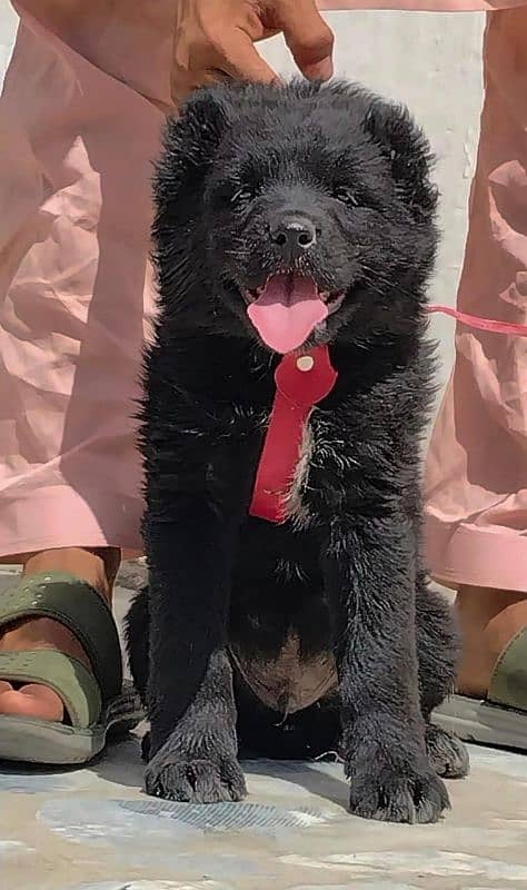 king Alabai pair full  security dog available 2