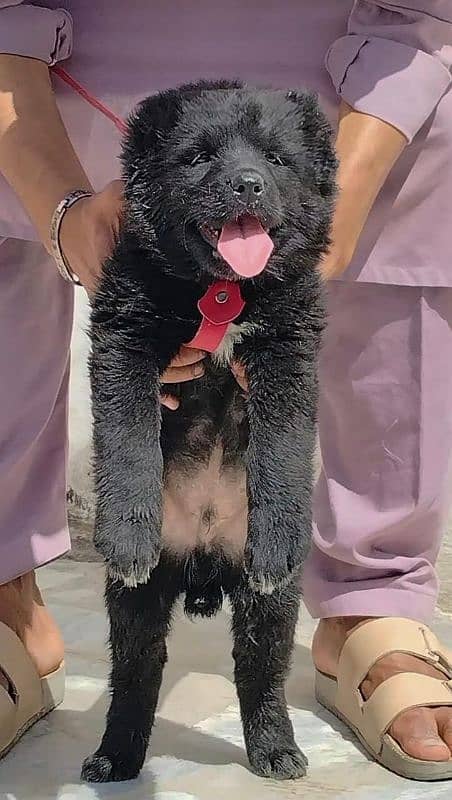 king Alabai pair full  security dog available 3