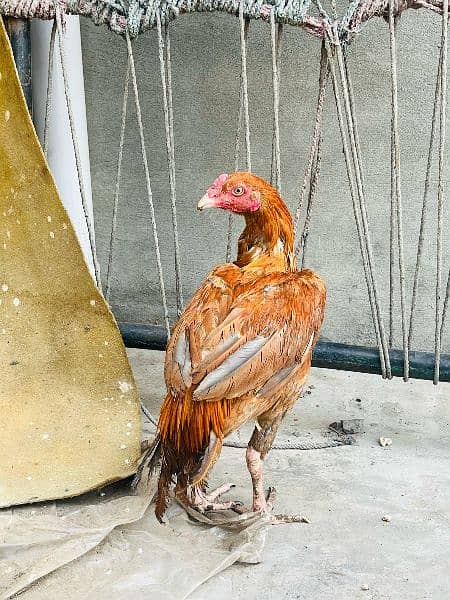 aseel sindhi murga 4 months pure breed well highted 0