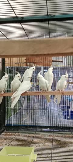 Eno