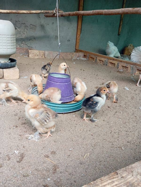 Brahma chicks 3