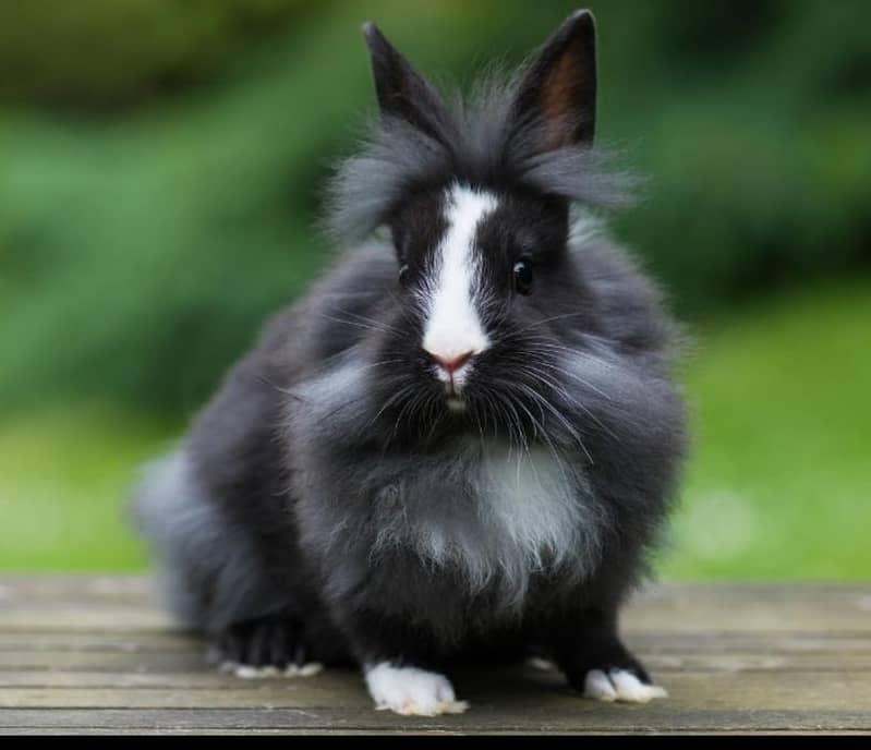 Lion Head Rabbits for sale & other Breeds also 0