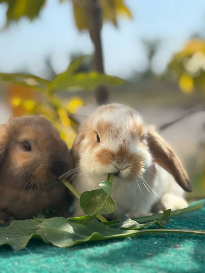 Lion Head Rabbits for sale & other Breeds also 1